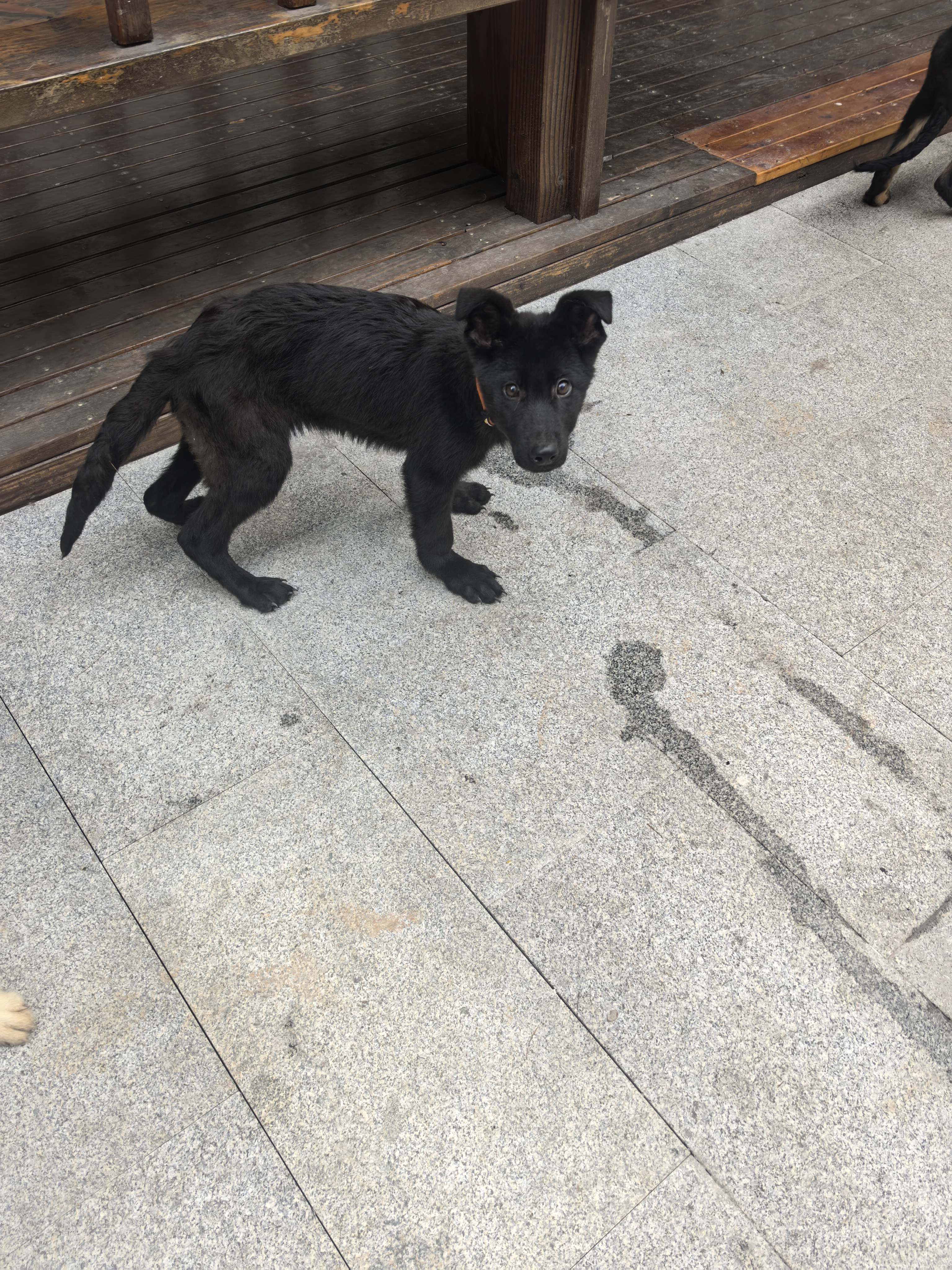 双血统带证书+芯片+追踪器